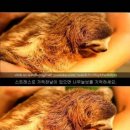 나무늘보 이미지