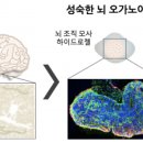 인간조직개발연구원