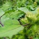 비염과 축농증에 좋은 도꼬마리 효능 이미지