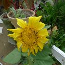 서천읍사무소 이미지