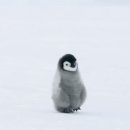 올해 BBC EARTH 계정에서 가장 많은 좋아요를 받은 사진들 이미지