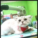 보미 펫 살롱 이미지