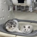 강냥이 | 간만에 돌아온 블로그에 삼냥이에서 사냥이 집사로 진화!