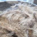 멍단장 | 고양이 털갈이 빗 추천 털날림없는 올인원 브러쉬 멍템 쏙쏙 브러쉬