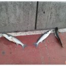 사림동303 이미지