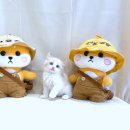 분당고양이분양 고사남 | 분당고양이분양 똑똑하게 하는 다녀온 후기