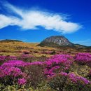 제주부자돈 이미지