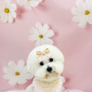 허그몽몽 이미지