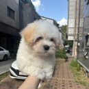 뽀뽀애견농장 | 수원강아지분양 만족하는곳 발견