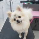 개멋지냥 이미지