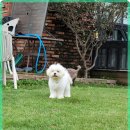 애견카페왕 이미지