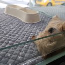 분당 요미독앤캣 강아지분양 고양이분양 이미지