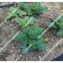 왕산농장 이미지