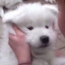 강아지 친구 이미지