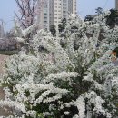 春來花落 (봄 오니 꽃 지네)