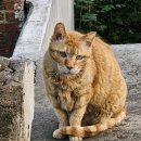 식욕없는 노쇠한 길냥이 복돌이 이미지