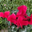 신일 목장 이미지