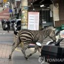 어린이 대공원 얼룩말 탈출, 도심을 돌아다니는 중 이미지