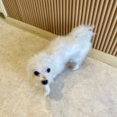 털찐친구들 이미지