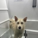 댕댕워시 이미지