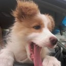 봉주르봉구 이미지