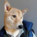 개폼난다 이미지