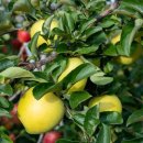 황금이식물원 이미지