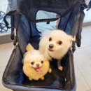 사랑으로 동물병원 이미지