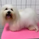 디바인퍼피 이미지