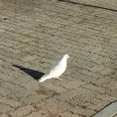 하얀비둘기 이미지