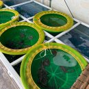 명가 무안뻘낙지 이미지