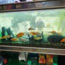 홍주수족관 이미지