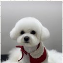 뽀그리독 이미지