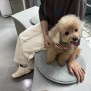 샤인아이안과동물병원 이미지