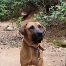 한국참피온 이미지