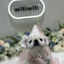 강아지미장원 이미지