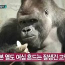 릴라