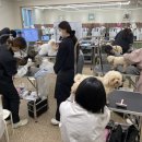 지나펫살롱 | 강아지미용사 수입과 전망 분석! 지금 시작해도 괜찮을까?