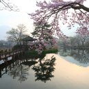 영산 연지못 이미지