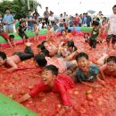 광주 퇴촌 토마토축제 막 오른다 이미지