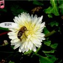 하얀민들레 이미지