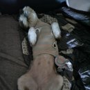 미스터피자(쌍용점) 이미지