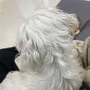 하인츠동물병원 | 미추홀구 광견병 접종! 하인츠동물병원 내돈내산