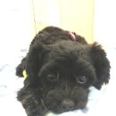 봉 동물병원 이미지