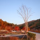 작천정별빛야영장 이미지