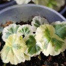 행복구대 이미지