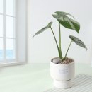 메리화이트