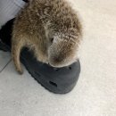 와우펫앤쥬 김해점 이미지