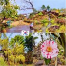 제주도 식물원 박물관 방림원 제주투어패스 올패스 무료입장 팁