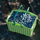 가나안농장 이미지